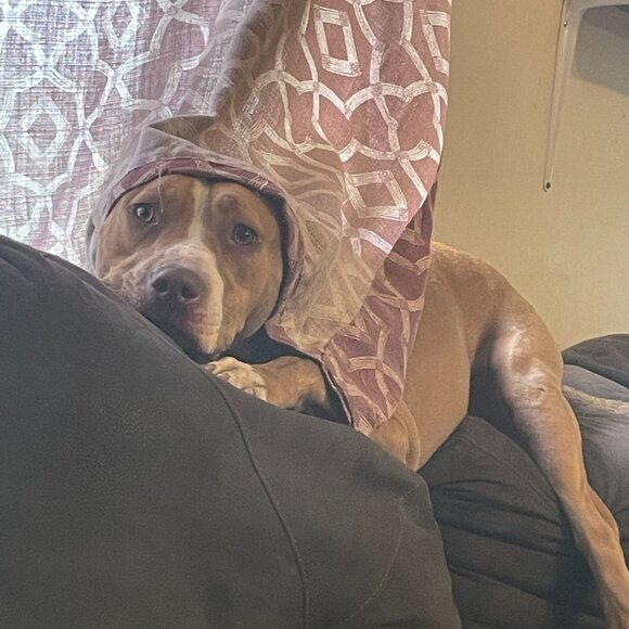 ✨I'M LIVE ✨ - Picture 9 of 12